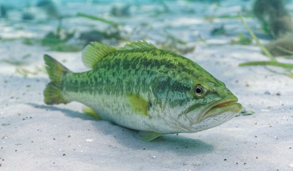 Here's How You Can Tell How Old A Largemouth Bass Is