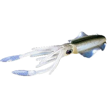 KrakenBait